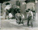 Elephant Animal. - Vintage Photograph