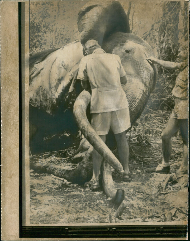 Elephant Animal. - Vintage Photograph