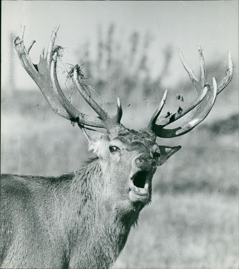 Deer Animal. - Vintage Photograph