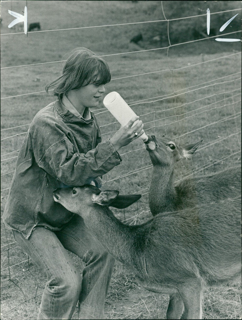 Deer Animal. - Vintage Photograph