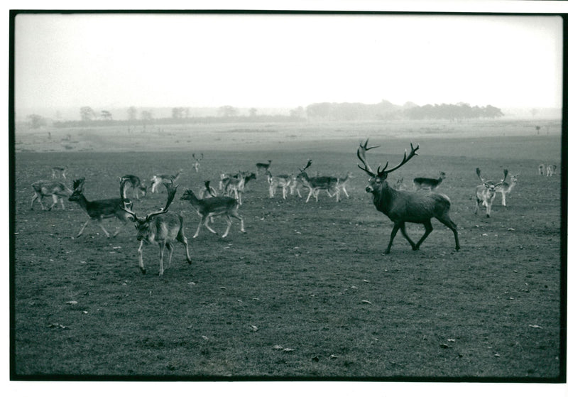 Deer Animal. - Vintage Photograph