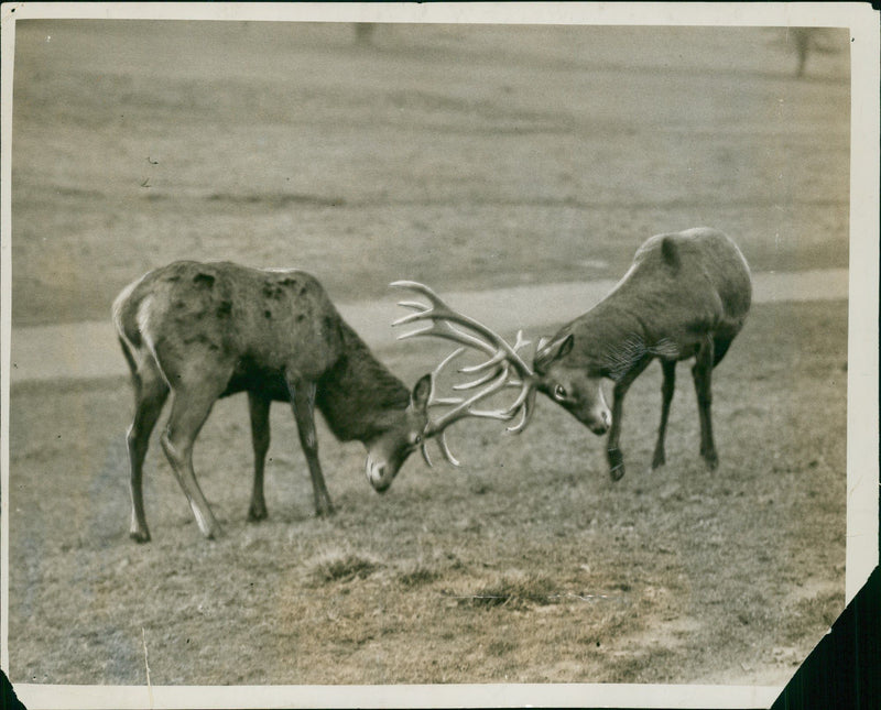 Deer Animal. - Vintage Photograph