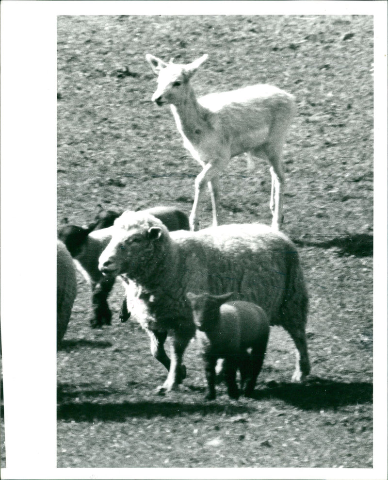 Deer Animal. - Vintage Photograph