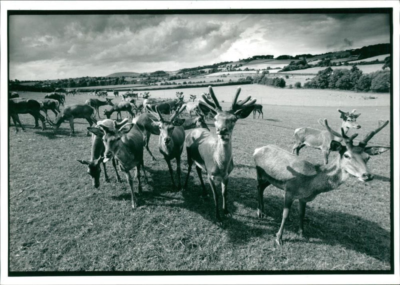 Deer Animal. - Vintage Photograph