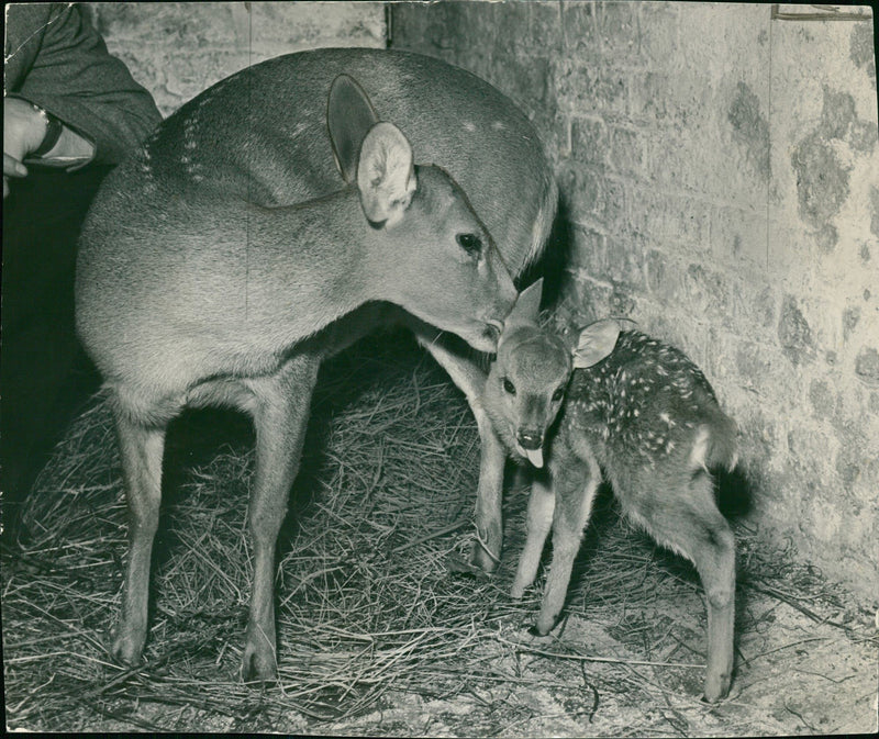 Deer Animal. - Vintage Photograph