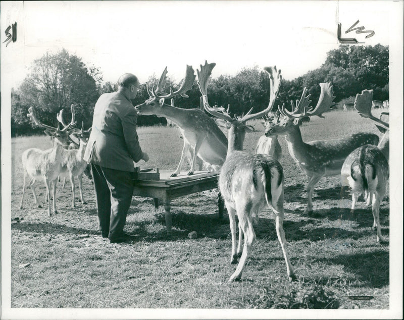 Deer Animal. - Vintage Photograph