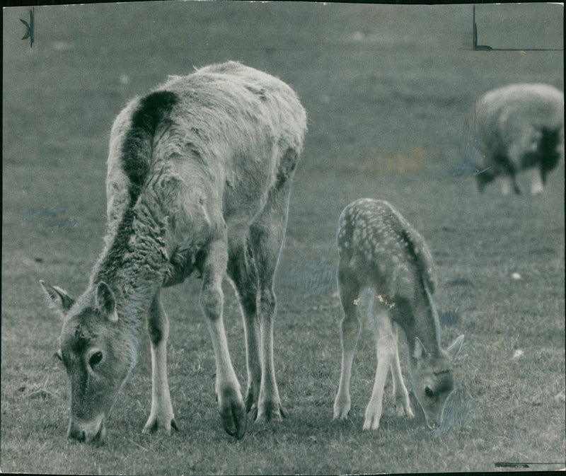 Deer Animal. - Vintage Photograph