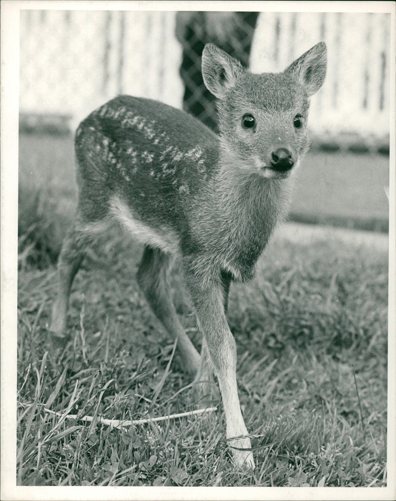 Deer Animal. - Vintage Photograph