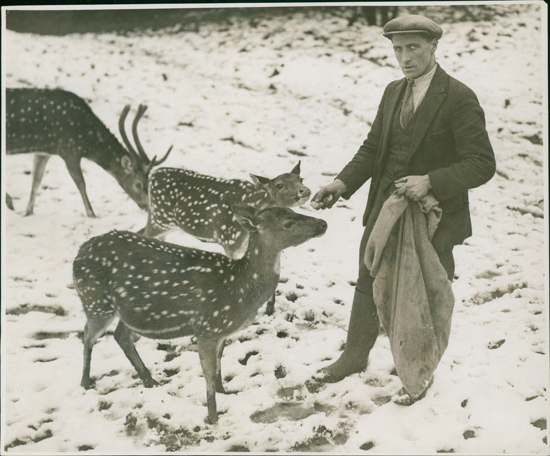 Deer Animal. - Vintage Photograph