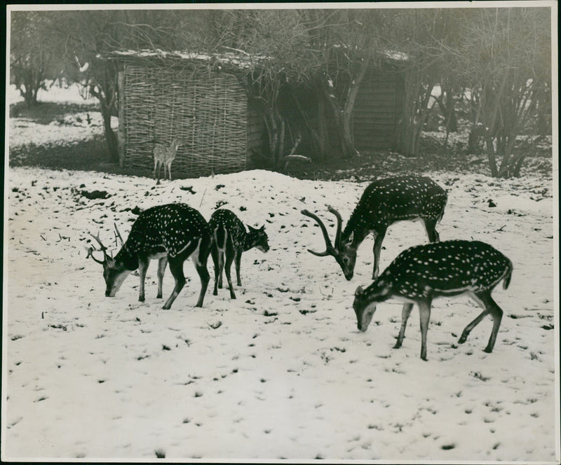 Deer Animal. - Vintage Photograph