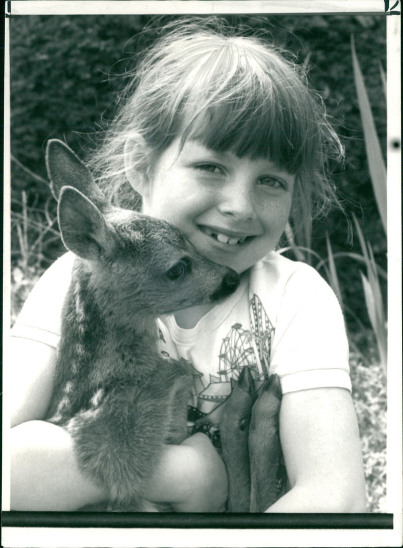 Deer Animal. - Vintage Photograph