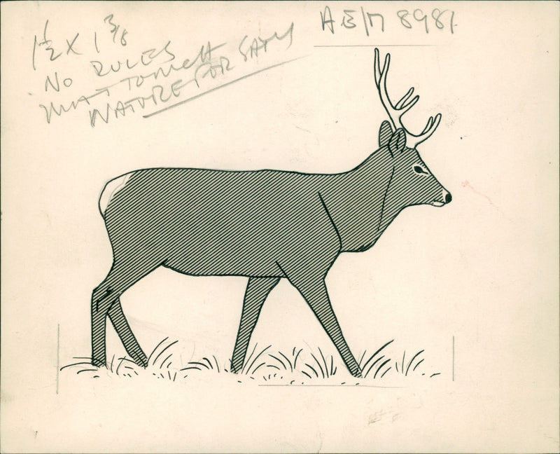 Deer Animal. - Vintage Photograph