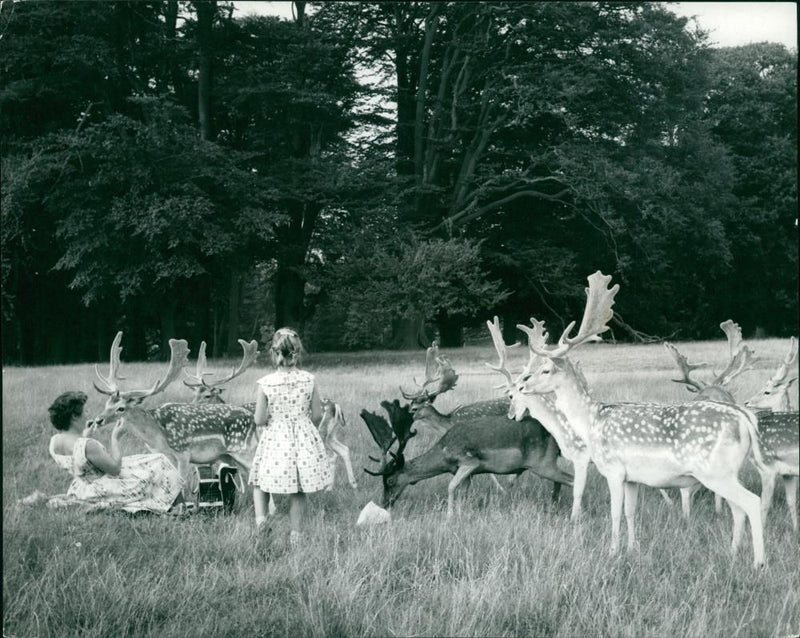 Deer Animal. - Vintage Photograph