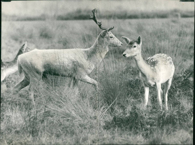 Deer Animal. - Vintage Photograph