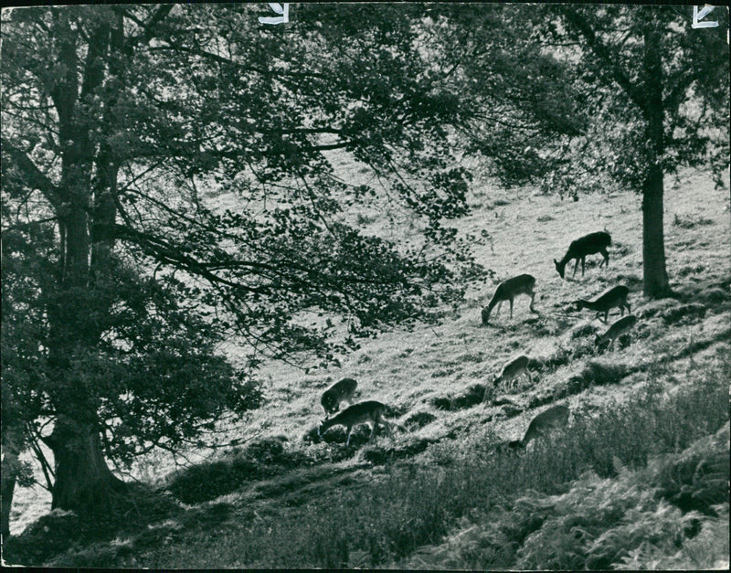 Deer Animal. - Vintage Photograph