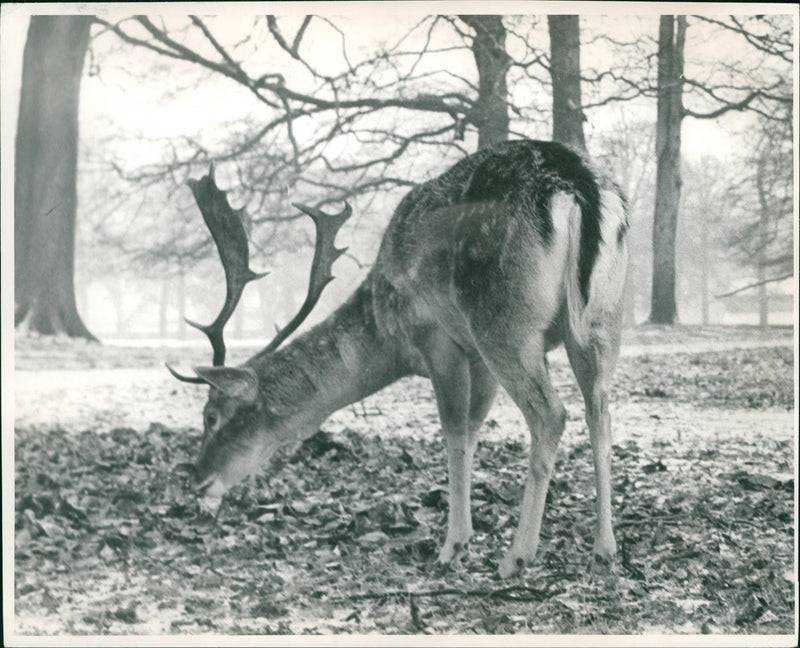 Deer Animal. - Vintage Photograph