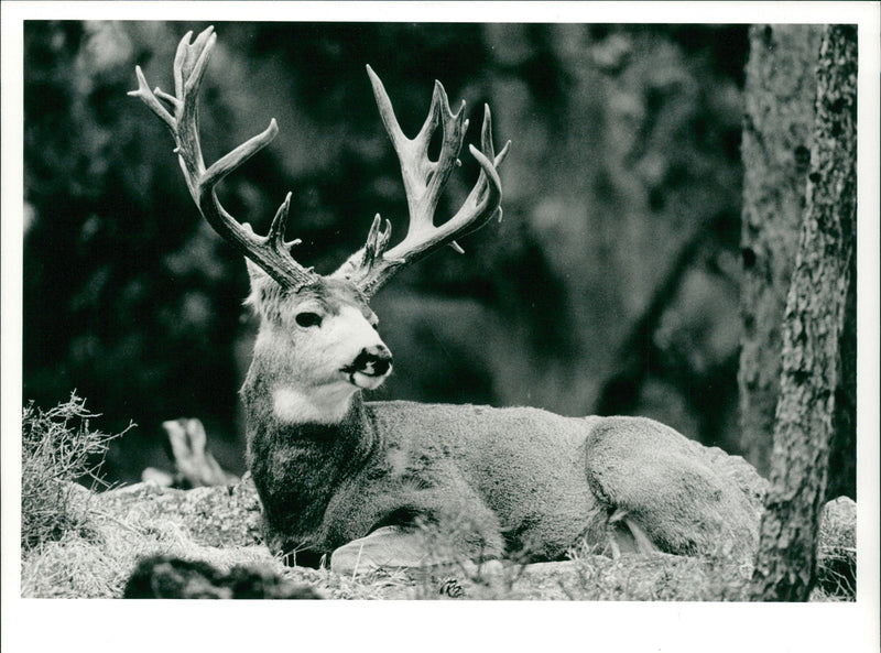 Deer Animal. - Vintage Photograph