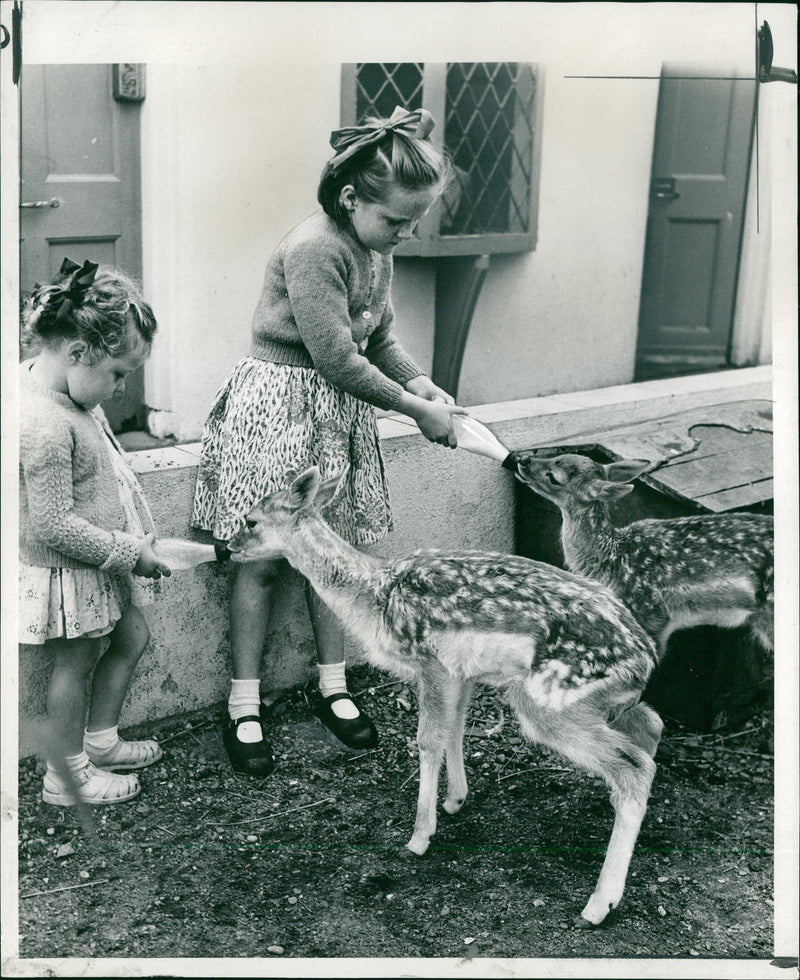 Deer Animal. - Vintage Photograph