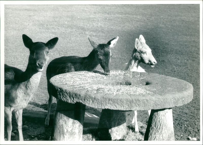 Deer Animal. - Vintage Photograph