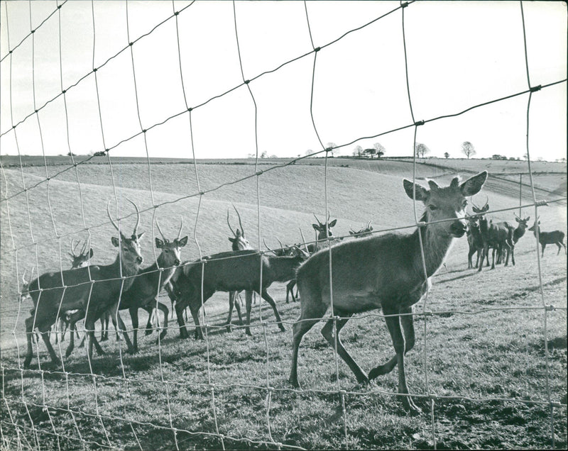 Deer Animal. - Vintage Photograph