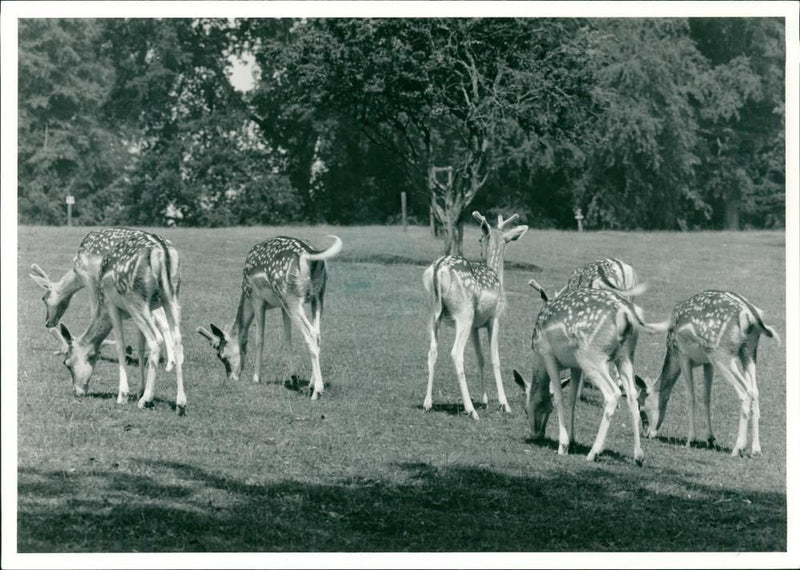 Deer Animal. - Vintage Photograph