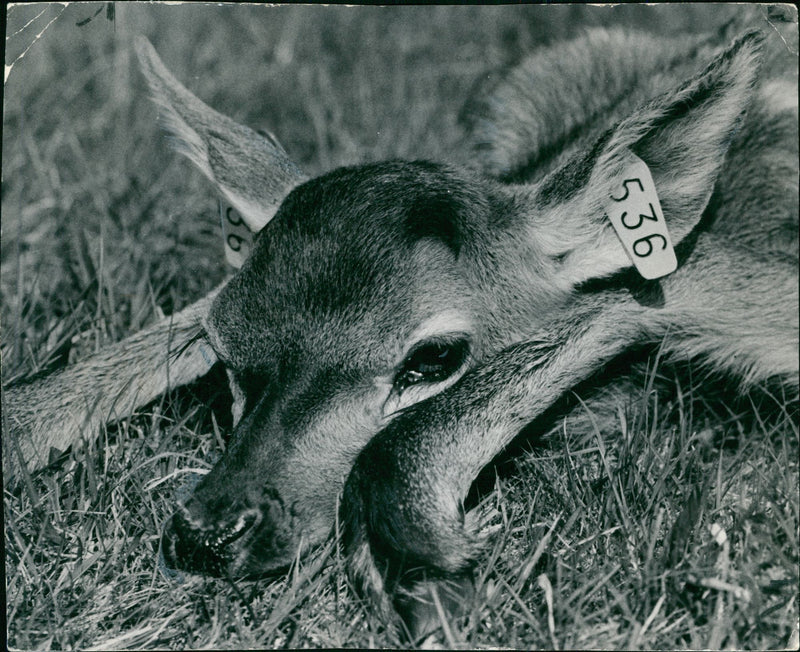 Deer Animal. - Vintage Photograph