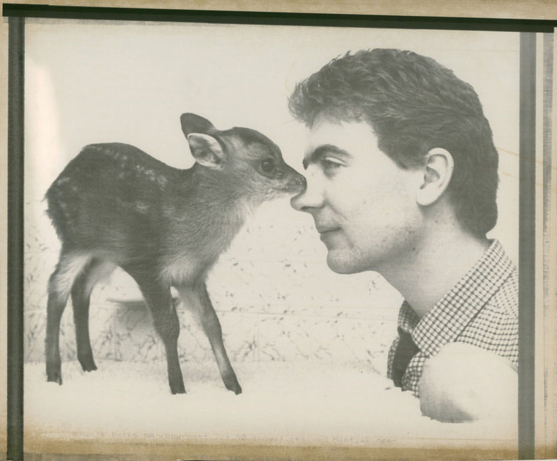 Deer Animal. - Vintage Photograph