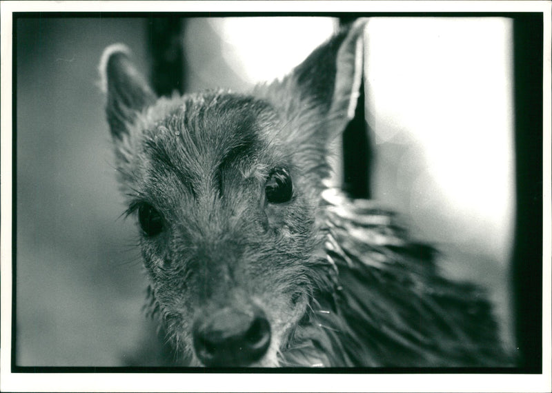 Deer Animal. - Vintage Photograph