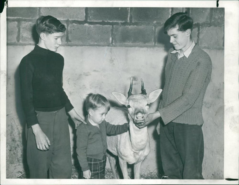 boys save the deer animal. - Vintage Photograph