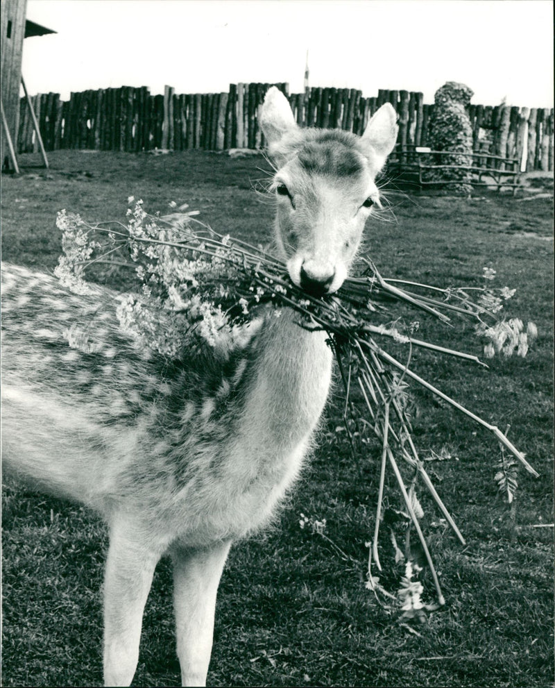 Deer Animal. - Vintage Photograph