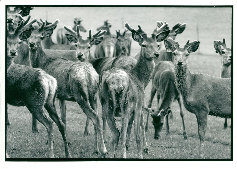 Deer Animal. - Vintage Photograph