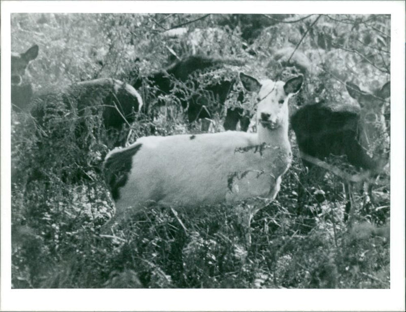 Deer Animal. - Vintage Photograph