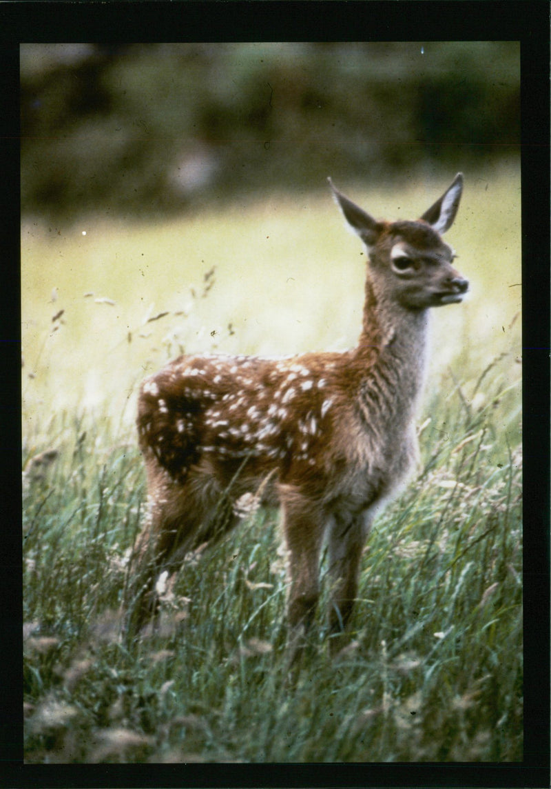 Deer Animal. - Vintage Photograph