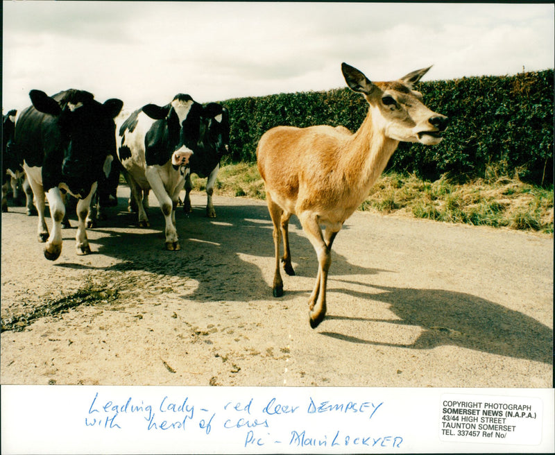 Deer Animal. - Vintage Photograph