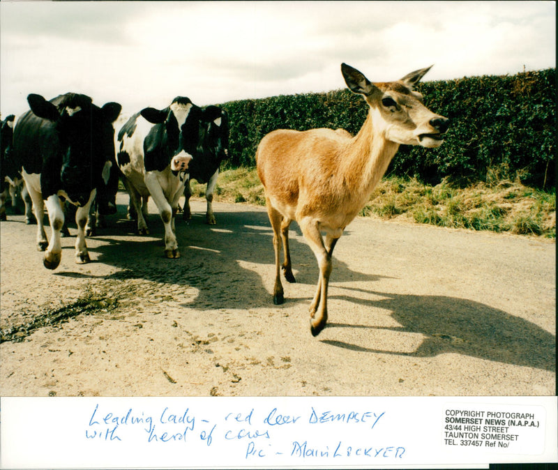 Deer Animal. - Vintage Photograph