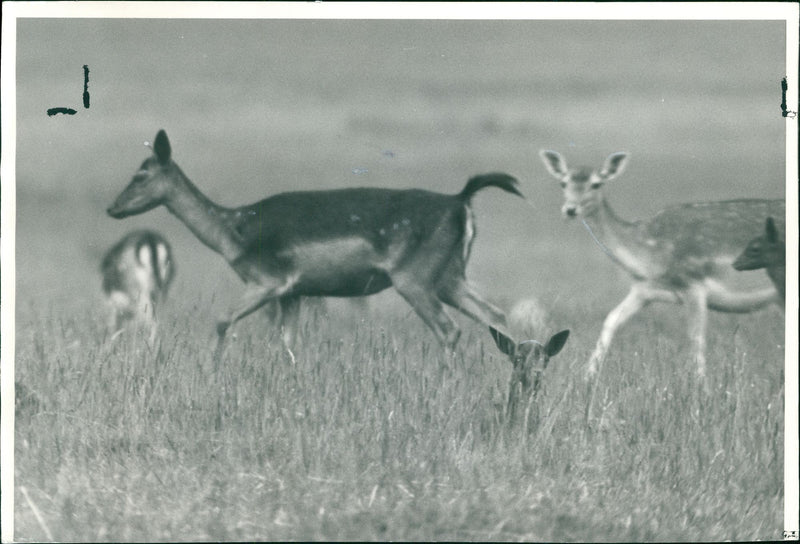 Deer Animal. - Vintage Photograph