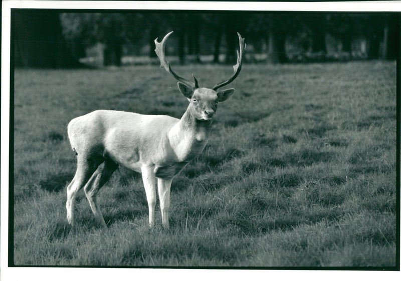 Deer Animal. - Vintage Photograph