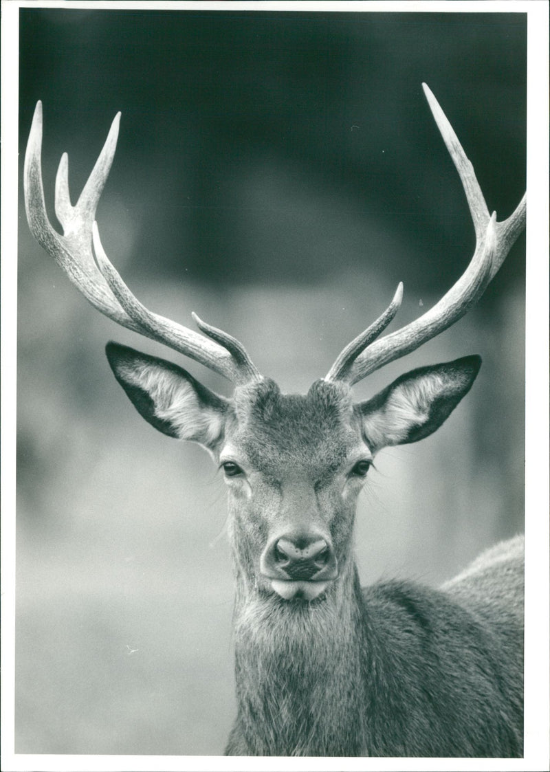 Deer Animal. - Vintage Photograph