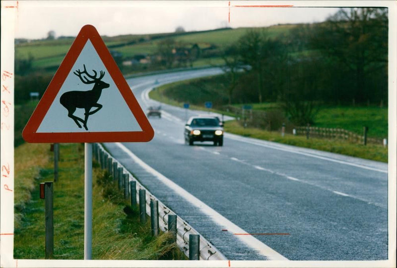 Deer Animal. - Vintage Photograph