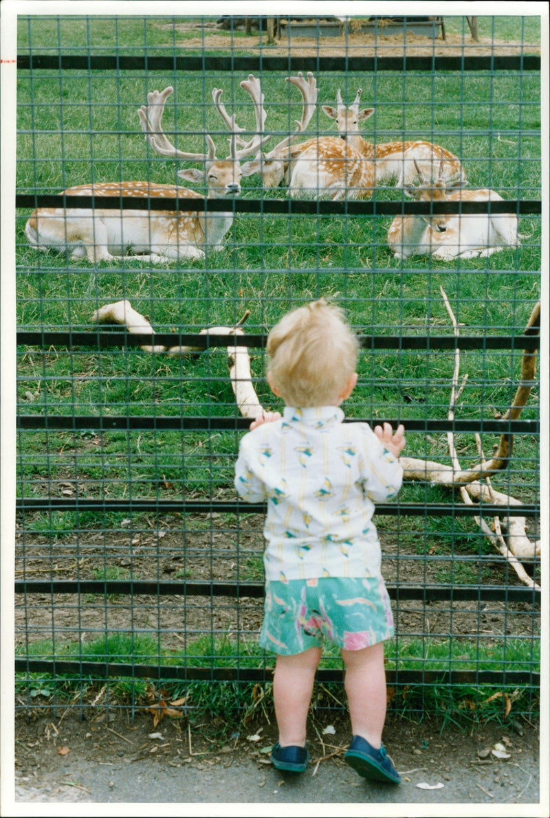 Deer Animal. - Vintage Photograph