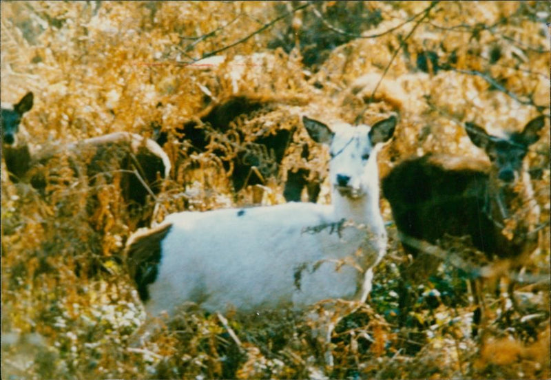 Deer Animal. - Vintage Photograph