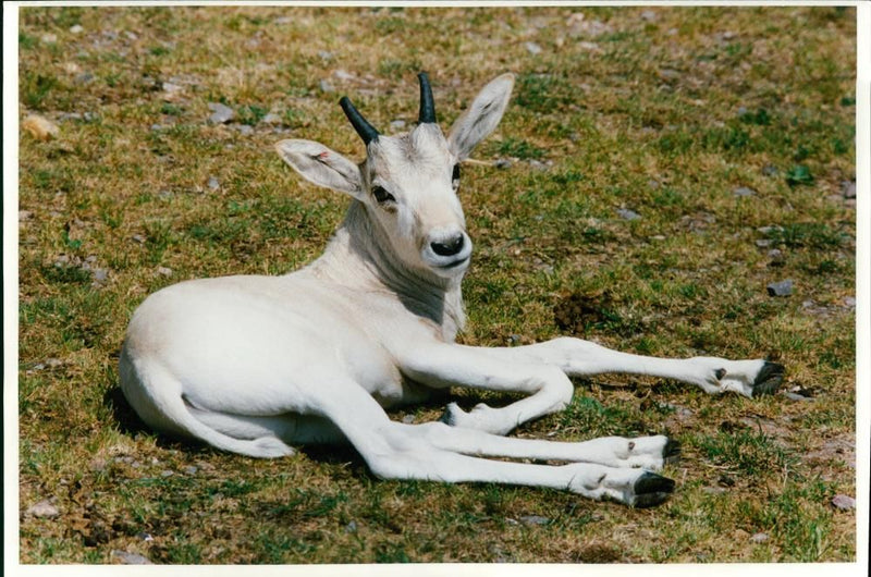 Deer Animal. - Vintage Photograph