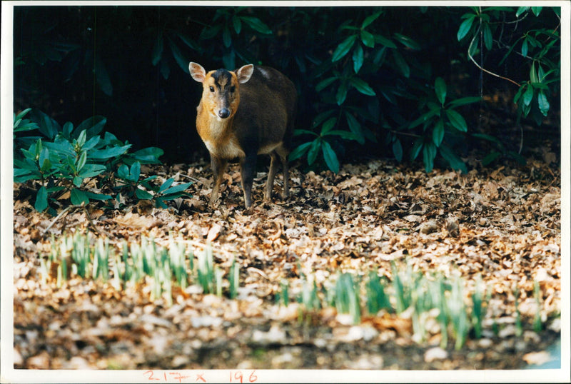 Deer Animal. - Vintage Photograph