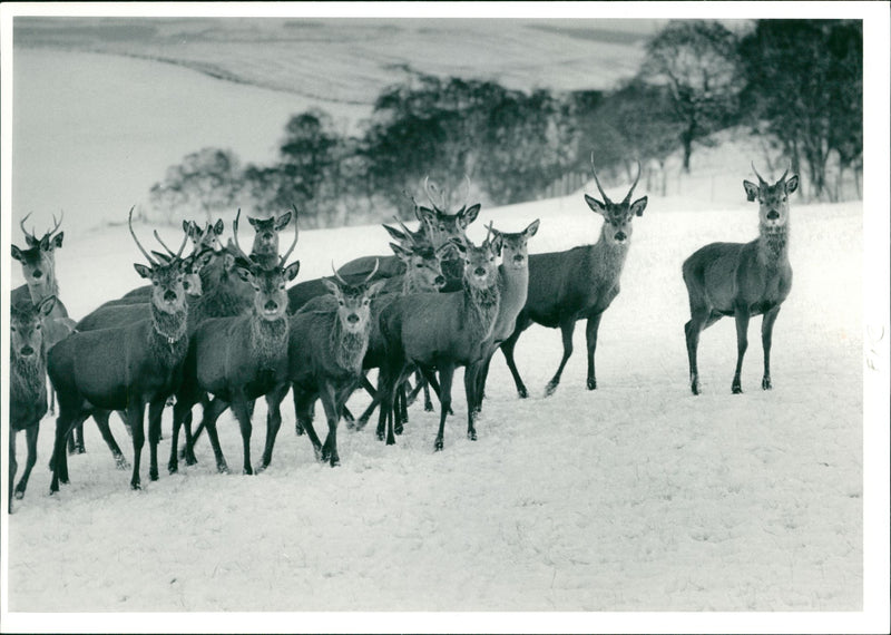 Deer Animal. - Vintage Photograph