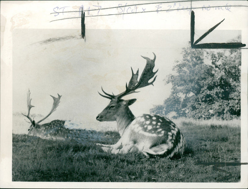 Deer Animal. - Vintage Photograph