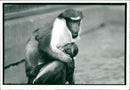 Diana Monkeys - Vintage Photograph