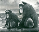 De Brazza's monkey - Vintage Photograph