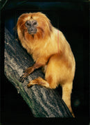 Golden Lion Tamarin Monkey - Vintage Photograph