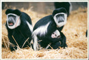 Colobus Monkey - Vintage Photograph