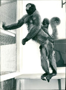 Woolly Monkey - Vintage Photograph